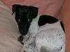 Jack-Russell-Terrier Foto: Buddys Knutsch mich Blick (ID 25142) Jack-Russell-Terrier Hund