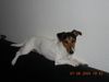 Jack-Russell-Terrier Foto: Der Chef bekommt den höchsten Platz... (ID 20966) Jack-Russell-Terrier Hund
