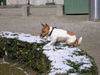 Jack-Russell-Terrier Foto: bärner (ID 30055) Jack-Russell-Terrier Hund