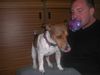 Jack-Russell-Terrier Foto: Ob ihm der Ball auch schmeckt? (ID 7623) Jack-Russell-Terrier Hund
