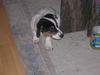 Jack-Russell-Terrier Foto: Sammy, knapp 4Monate alt! (ID 25505) Jack-Russell-Terrier Hund