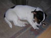Jack-Russell-Terrier Foto: Sammy, knapp 4Monate alt! (ID 25506) Jack-Russell-Terrier Hund