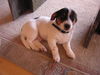 Jack-Russell-Terrier Foto: Sammy, knapp 4Monate alt! (ID 25507) Jack-Russell-Terrier Hund