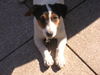 Jack-Russell-Terrier Foto: Sammy, knapp 1Jahr alt! (ID 25508) Jack-Russell-Terrier Hund