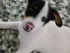 Jack-Russell-Terrier Hund