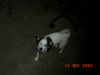 Jack-Russell-Terrier Foto: Ich bin die Bella (ID 30316) Jack-Russell-Terrier Hund