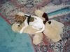 Jack-Russell-Terrier Foto: Ich habe mein (ID 16140) Jack-Russell-Terrier Hund