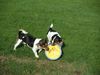 Jack-Russell-Terrier Hund