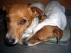 Jack-Russell-Terrier Foto: Mutter und Tochter! (ID 41268) Jack-Russell-Terrier Hund