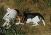 Jack-Russell-Terrier Foto: Ein gemeinsames Sonnenbad (ID 12378) Jack-Russell-Terrier Hund