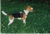 Jack-Russell-Terrier Foto: Das ist meine Schwester FLO (ID 12377) Jack-Russell-Terrier Hund