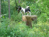 Jack-Russell-Terrier Foto: ich der Waldmeister.... (ID 34162) Jack-Russell-Terrier Hund