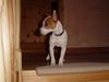 Jack-Russell-Terrier Foto: Unser Dusty (ID 15507) Jack-Russell-Terrier Hund