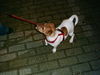 Jack-Russell-Terrier Foto: das ist mein pünktchen (ID 28869) Jack-Russell-Terrier Hund