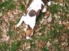 Jack-Russell-Terrier Foto: Ich wälze mich so gern ... juchhuuuuu!!! (ID 21556) Jack-Russell-Terrier Hund
