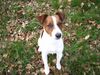 Jack-Russell-Terrier Foto: Eddy - mein Süßer! (ID 21350) Jack-Russell-Terrier Hund
