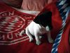 Jack-Russell-Terrier Foto: FCB... find' ich gut!!!!!!!!! (ID 12732) Jack-Russell-Terrier Hund