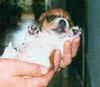 Jack-Russell-Terrier Foto: eine Handvoll HUND (ID 7624) Jack-Russell-Terrier Hund