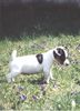 Jack-Russell-Terrier Foto: Emelie in der Veilchenwiese (ID 10302) Jack-Russell-Terrier Hund