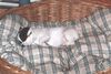 Jack-Russell-Terrier Foto: Emelie in der Veilchenwiese (ID 10303) Jack-Russell-Terrier Hund