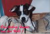 Jack-Russell-Terrier Foto: Emelie im Korb (ID 10305) Jack-Russell-Terrier Hund