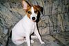 Jack-Russell-Terrier Foto (ID 10651) Jack-Russell-Terrier Hund