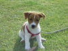 Jack-Russell-Terrier Foto: Hallo, das ist unser Finn. Ich wäre für ein paar wertvolle Tips zur Erziehung dankbar. Finn ist 11 Wochen alt und schon stubenrein und durchschlafen tut er schon. (ID 33282) Jack-Russell-Terrier Hund