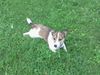 Jack-Russell-Terrier Foto: voll super oder? (ID 35694) Jack-Russell-Terrier Hund