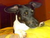 Jack-Russell-Terrier Foto: der Carlo kuckt (ID 39865) Jack-Russell-Terrier Hund