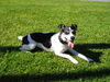 Jack-Russell-Terrier Foto (ID 33948) Jack-Russell-Terrier Hund