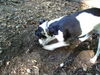 Jack-Russell-Terrier Foto: Juhui endlich unfd mein Frauchen merkt es nicht mal (ID 33953) Jack-Russell-Terrier Hund