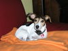 Jack-Russell-Terrier Foto: Jeanny (ID 24379) Jack-Russell-Terrier Hund