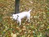 Jack-Russell-Terrier Foto: Freki (ID 6543) Jack-Russell-Terrier Hund