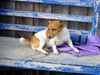 Jack-Russell-Terrier Foto: Pause muss sein! (ID 19701) Jack-Russell-Terrier Hund