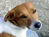 Jack-Russell-Terrier Foto: unser Fuzzi (ID 19700) Jack-Russell-Terrier Hund