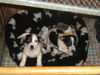Jack-Russell-Terrier Foto: Freunde fürs Leben (ID 25839) Jack-Russell-Terrier Hund