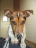 Jack-Russell-Terrier Foto: Sunny bei Tauwetter (ID 19553) Jack-Russell-Terrier Hund