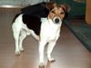 Jack-Russell-Terrier Foto: Lucky 23 Monate (ID 23593) Jack-Russell-Terrier Hund