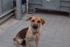 Jack-Russell-Terrier Foto: Bekomm ich auch noch ne Wurst ? (ID 33308) Jack-Russell-Terrier Hund