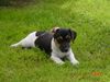Jack-Russell-Terrier Foto: Hektor (9 Wochen) Bruder von Inge (ID 14871) Jack-Russell-Terrier Hund