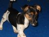 Jack-Russell-Terrier Foto: Das ist Hexe !!! Wie sie stolz dürch Zimmer läuft. (ID 25930) Jack-Russell-Terrier Hund