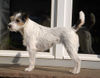 Jack-Russell-Terrier Foto: Ediz genießt die Sonne (ID 39784) Jack-Russell-Terrier Hund