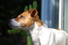 Jack-Russell-Terrier Foto: Ediz genießt die Sonne (ID 39785) Jack-Russell-Terrier Hund