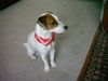 Jack-Russell-Terrier Foto: chic..ne!? (ID 13739) Jack-Russell-Terrier Hund