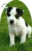 Jack-Russell-Terrier Foto: Jack Russell MAC ART LUPI (ID 11246) Jack-Russell-Terrier Hund