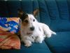 Jack-Russell-Terrier Foto: Spike (2jahre) (ID 12764) Jack-Russell-Terrier Hund