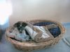 Jack-Russell-Terrier Foto: Unser neues Familienmitglied (ID 15485) Jack-Russell-Terrier Hund