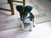 Jack-Russell-Terrier Foto: Arek 13 Wochen (ID 15922) Jack-Russell-Terrier Hund