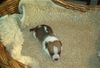 Jack-Russell-Terrier Hund