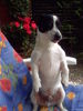 Jack-Russell-Terrier Foto: Unser Akrobat (ID 28673) Jack-Russell-Terrier Hund